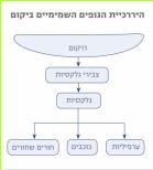 היררכיית הגופים השמימיים ביקום
